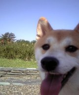 我が家の愛犬　花ちゃん登場！！！。