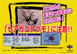 『セアカゴケグモ』注意！！！。