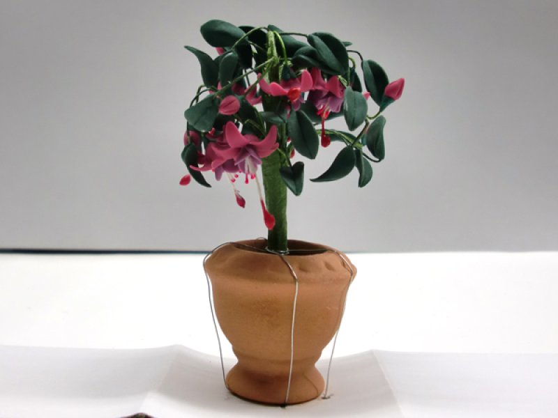 画像2: 鉢植え　フューシャ（フクシア） (2)