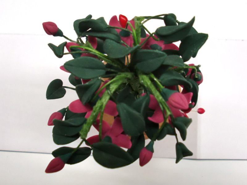 画像5: 鉢植え　フューシャ（フクシア） (5)