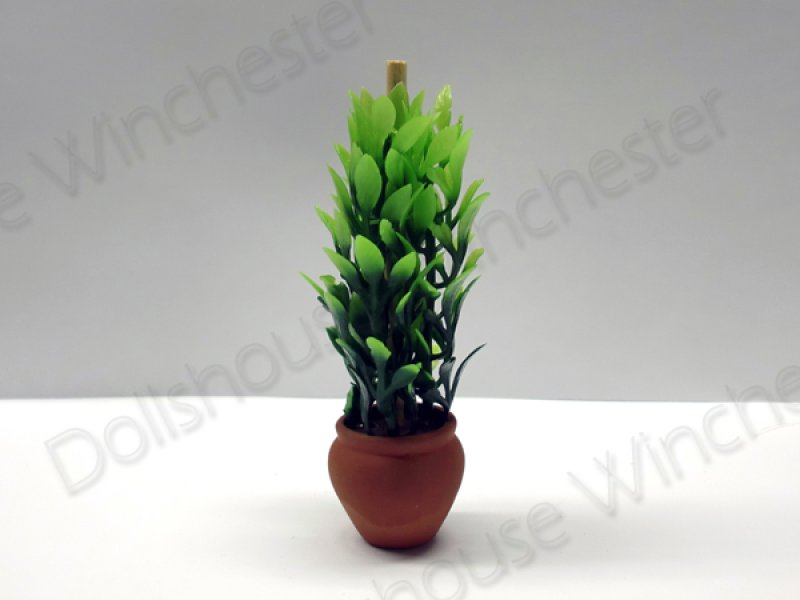 画像2: プラント　テラコッタ鉢入り (2)