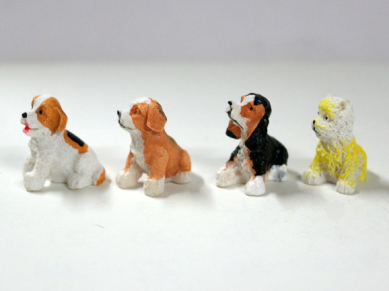 画像4: 子犬4匹セット (4)