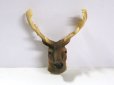 画像5: 牡鹿ヘッド (5)