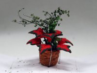 鉢植え"ポインセチア"