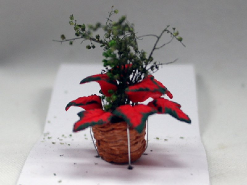 画像2: 鉢植え"ポインセチア" (2)