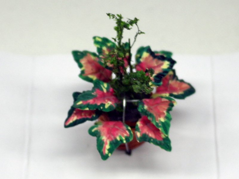 画像3: 鉢植え"ポインセチア" (3)