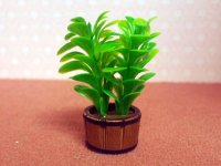 ゴムの木　ダブル（2本）