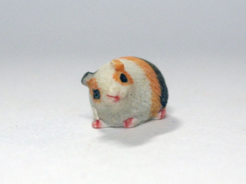 画像2: ギニー・ピッグ (2)