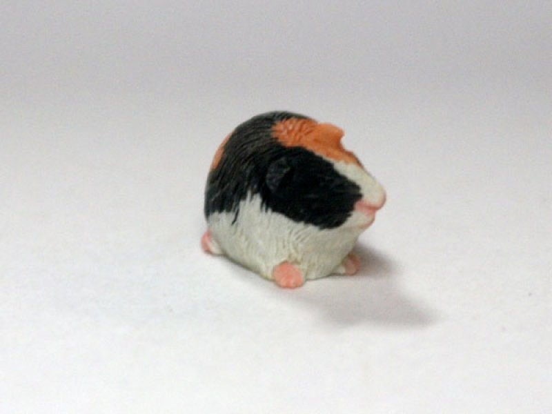 画像1: ギニー・ピッグ (1)