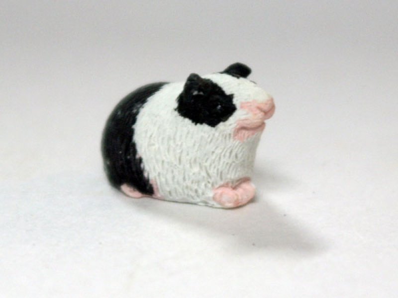 画像3: ギニー・ピッグ (3)