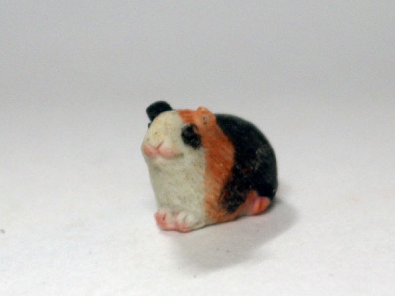 画像1: ギニー・ピッグ (1)