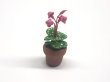 画像2: シクラメン (Cyclamen) 　鉢植え (2)