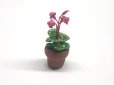 画像2: シクラメン (Cyclamen) 　鉢植え (2)