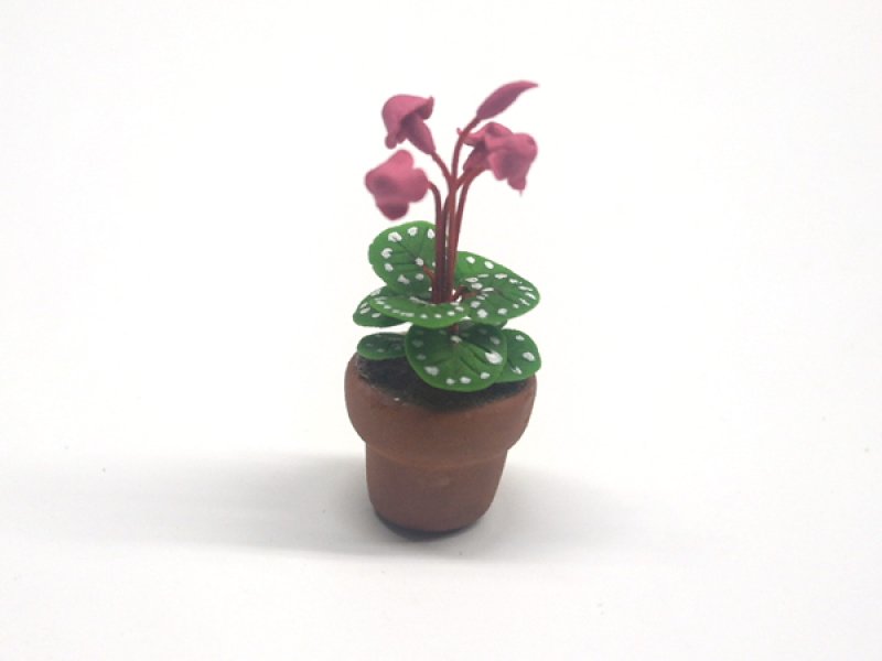 画像2: シクラメン (Cyclamen) 　鉢植え (2)