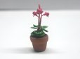 画像3: シクラメン (Cyclamen) 　鉢植え (3)