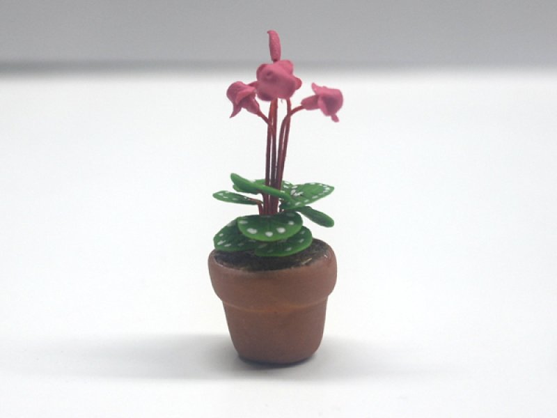 画像3: シクラメン (Cyclamen) 　鉢植え (3)
