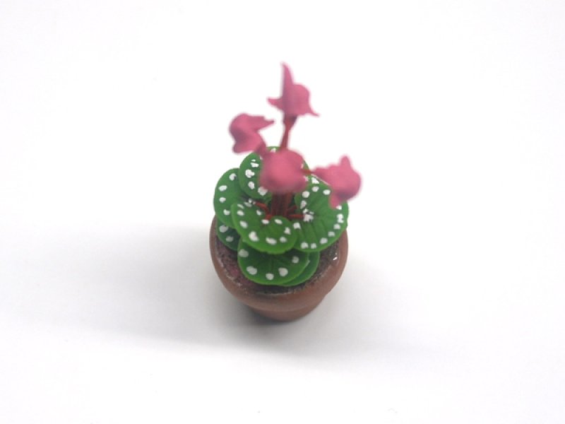 画像4: シクラメン (Cyclamen) 　鉢植え (4)