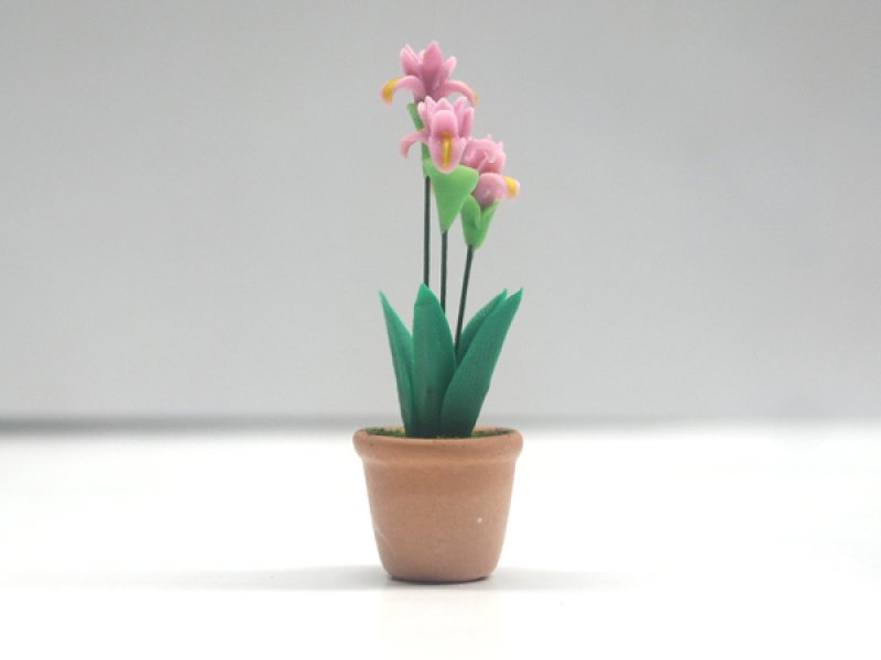 画像2: アヤメ（Irisアイリス）鉢植え (2)