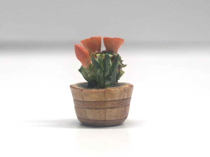 画像1: サボテン (1)