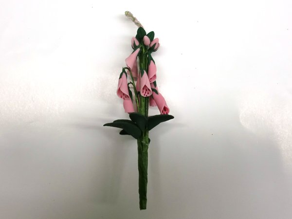 画像3: フォックスグローブ（ジギタリス） (3)