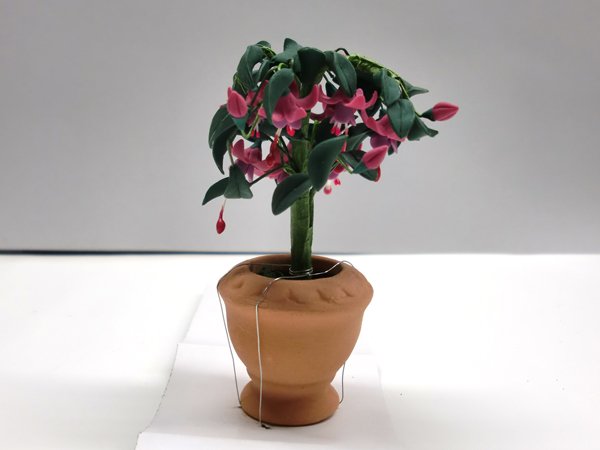 画像3: 鉢植え　フューシャ（フクシア） (3)