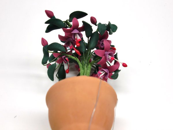 画像4: 鉢植え　フューシャ（フクシア） (4)