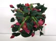 画像5: 鉢植え　フューシャ（フクシア） (5)