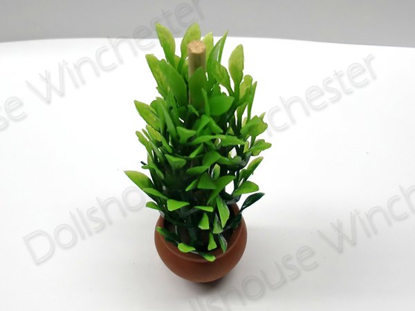 画像3: プラント　テラコッタ鉢入り (3)