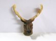 画像5: 牡鹿ヘッド (5)