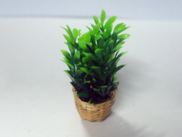画像3: バスケット入りプラント (3)