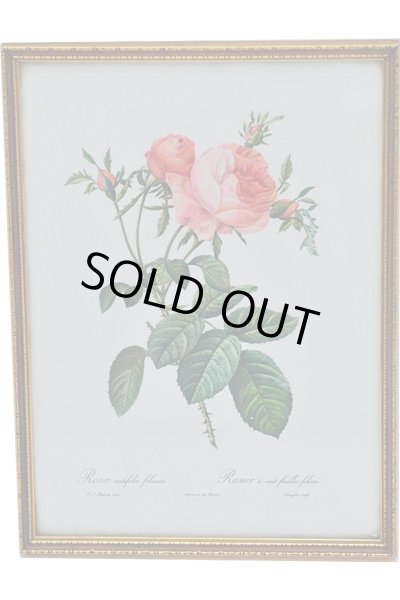 画像3: 絵　3枚セット　薔薇 (3)