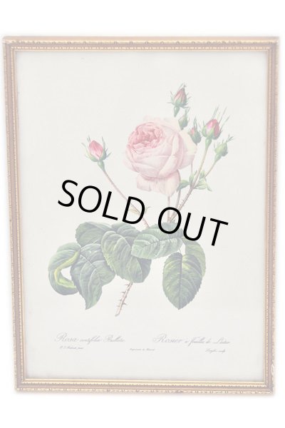 画像4: 絵　3枚セット　薔薇 (4)