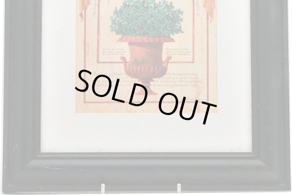 画像3: 絵　ハーブ（２） (3)