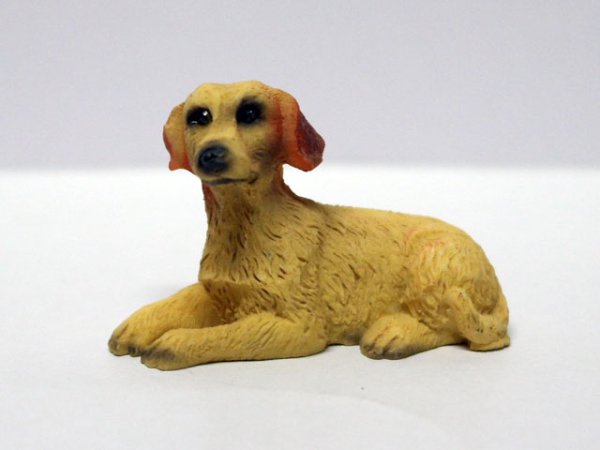 画像1: ペット　犬 (1)