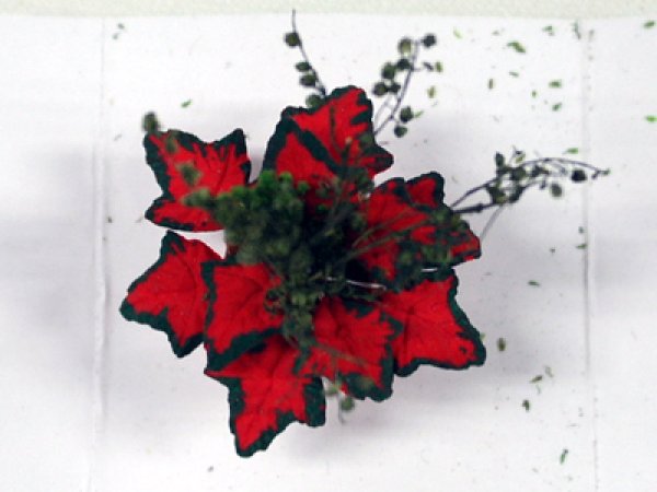 画像3: 鉢植え"ポインセチア" (3)