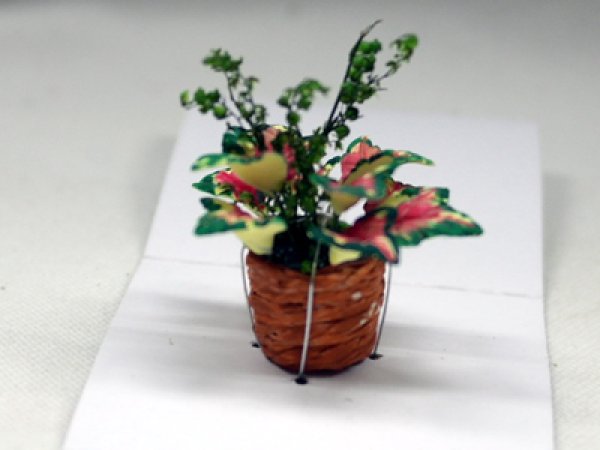 画像2: 鉢植え"ポインセチア" (2)