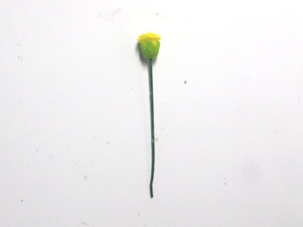 画像2: カーネーション　黄 (2)