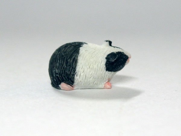 画像3: ギニー・ピッグ (3)