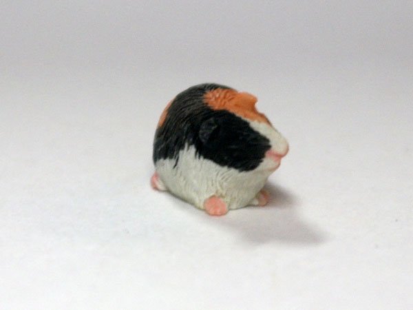 画像1: ギニー・ピッグ (1)