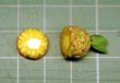ミニチュア 1/12スケール パイナップル　ハーフ＆輪切り