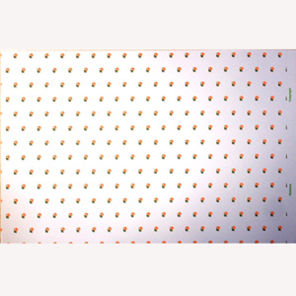 画像5: "Rebecca"　Peach/White (5)