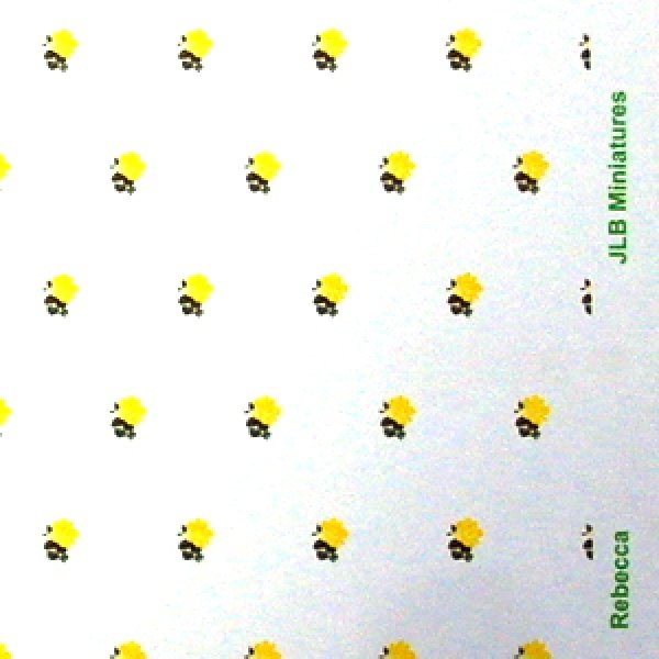 画像4: "Rebecca"　Yellow/White (4)