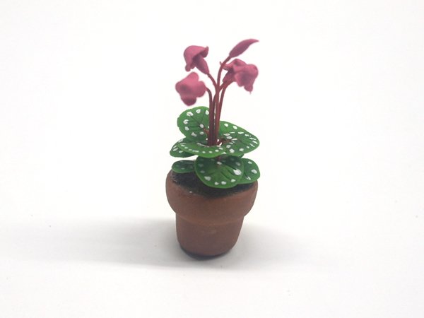 画像2: シクラメン (Cyclamen) 　鉢植え (2)