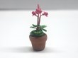 画像3: シクラメン (Cyclamen) 　鉢植え (3)