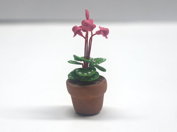 画像3: シクラメン (Cyclamen) 　鉢植え (3)