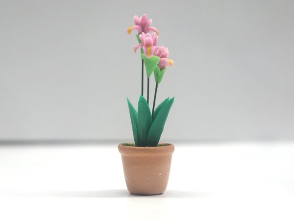 画像2: アヤメ（Irisアイリス）鉢植え (2)