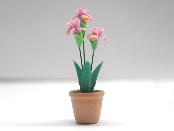 画像3: アヤメ（Irisアイリス）鉢植え (3)