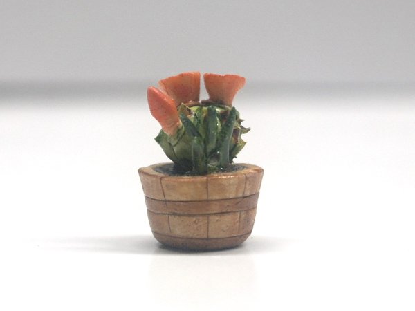 画像1: サボテン (1)