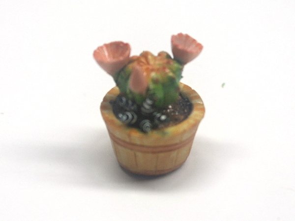 画像2: サボテン (2)