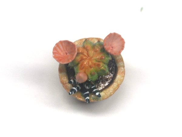 画像3: サボテン (3)